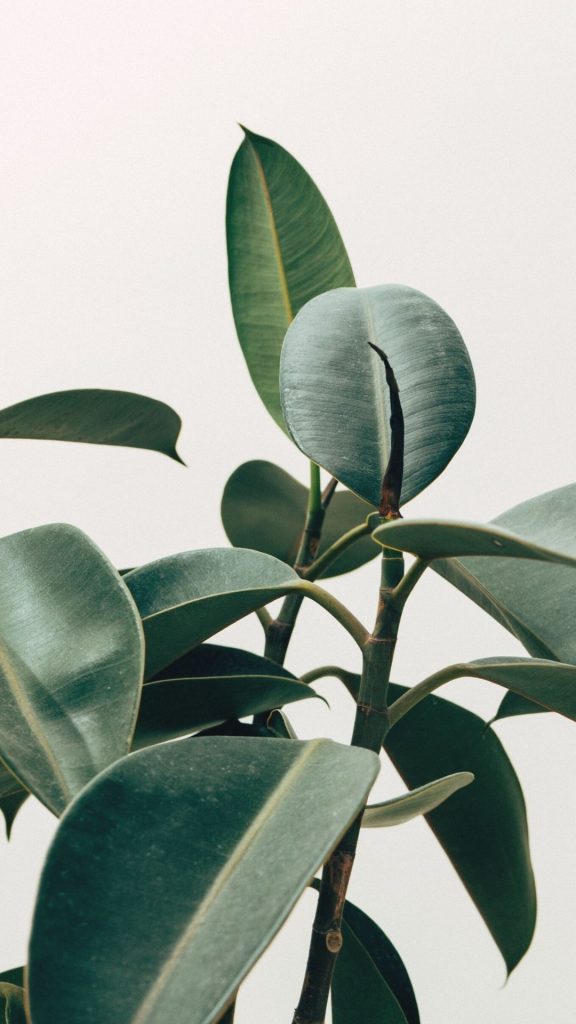 iphone background leaf wallpaper