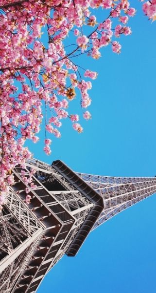 eiffel tower and pink flowers