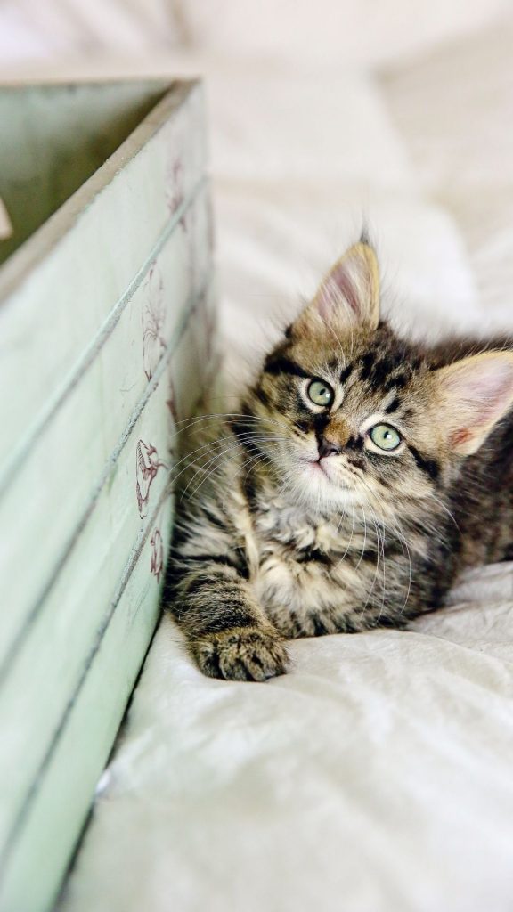 cute kitten phone background
