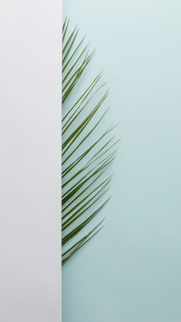 sage green leaf on baby blue background