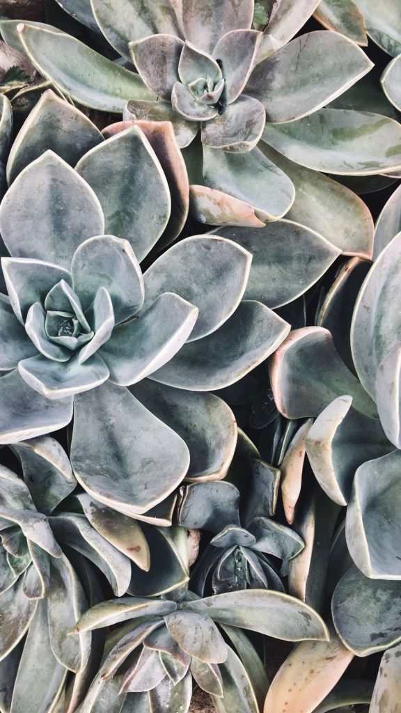 sage green succulents