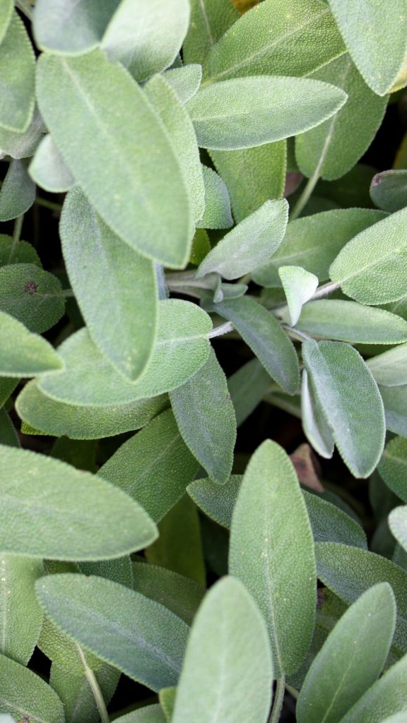 sage green wallpaper iphone