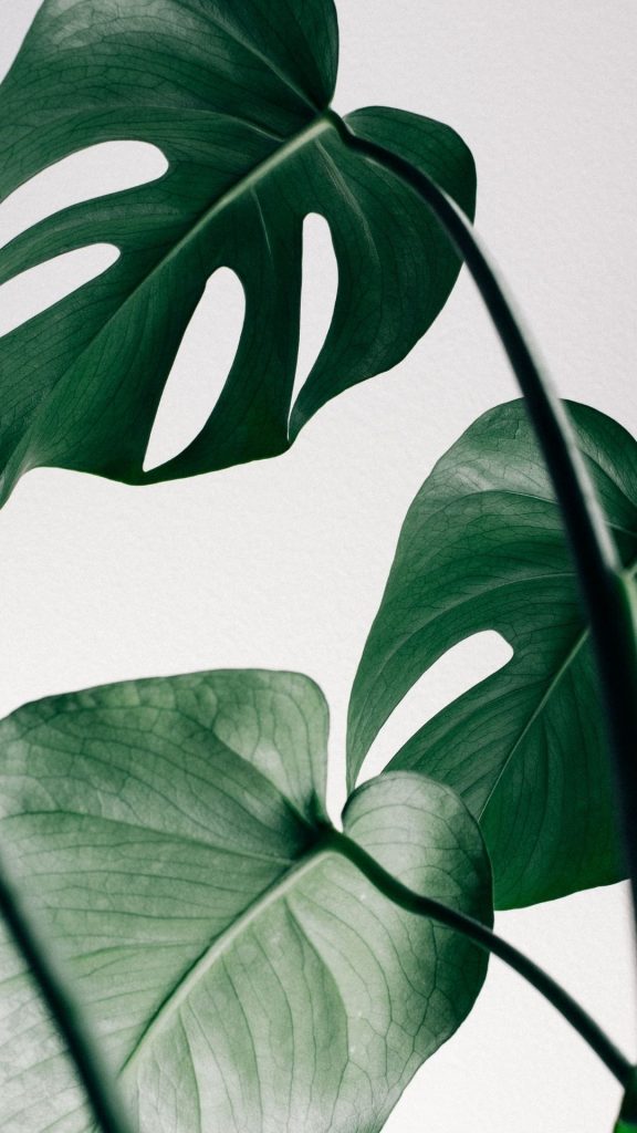 minimalist leaf