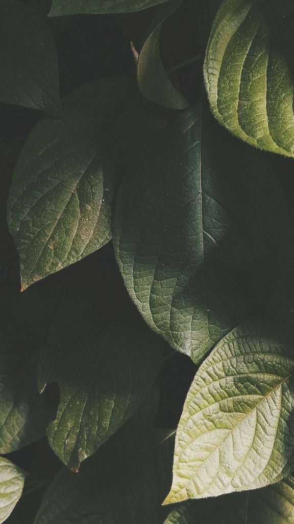 dark leaves