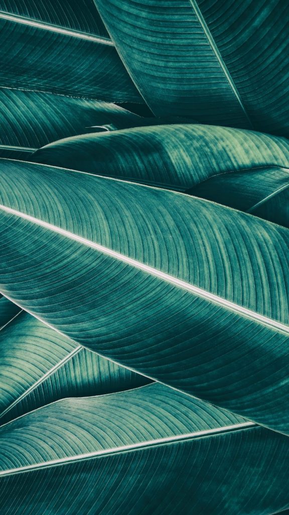 dark sage green banana leaf background for phone