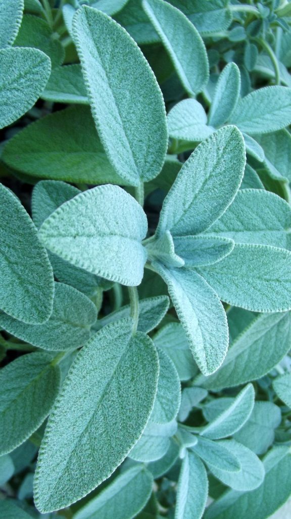 sage leaves