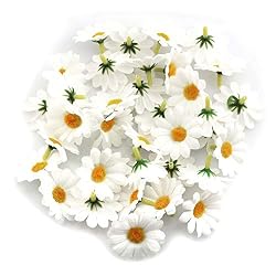 daisy flower heads