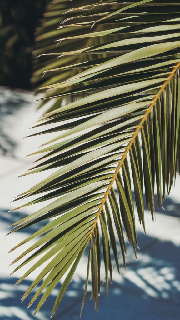 aesthetic palm leaf