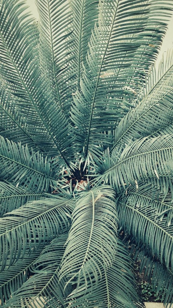 palm tree leaves