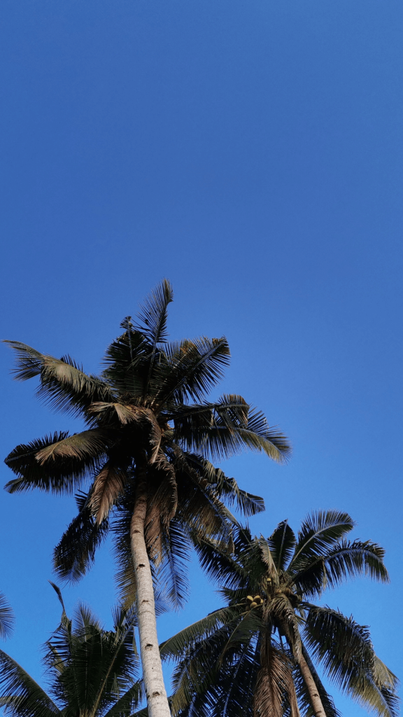 palmtree wallpaper