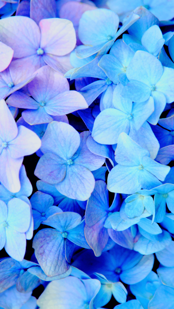 blue flowers wallpaper
