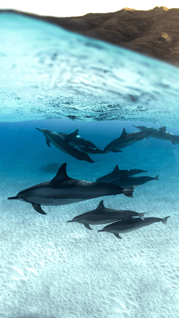 dolphins wallpaper