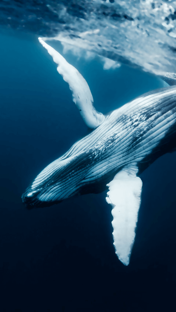 whale wallpaper