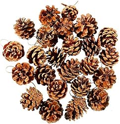pine cones