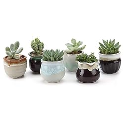 small cacti entryway decor