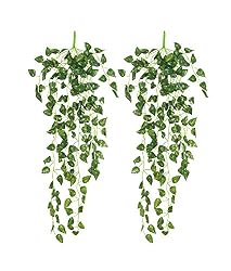 ivy vines