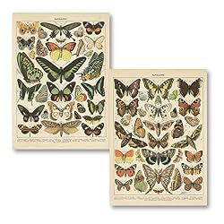 butterfly botanical poster
