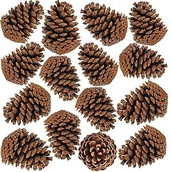pine cones
