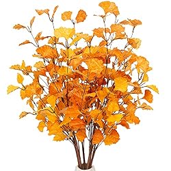 ginkgo leaves