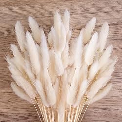 bunny tail grass
