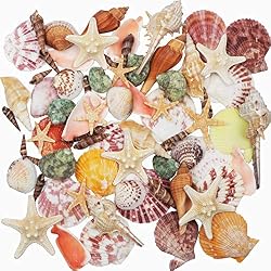 sea shells for crafts