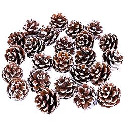 snow covered pinecones