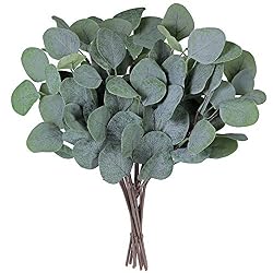 eucalyptus stems