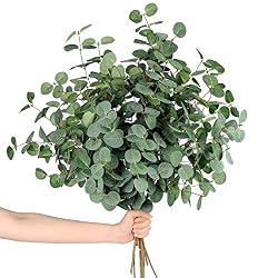 eucalyptus stems