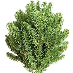 pine stems