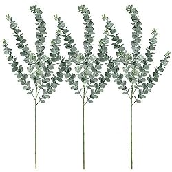extra tall eucalyptus stems