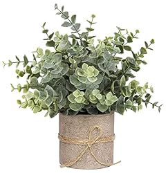 eucalyptus plant