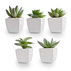 fake succulents