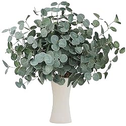 eucalyptus stems