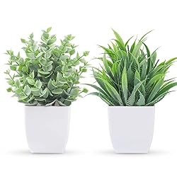 cute plant