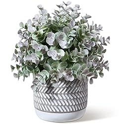 eucalyptus plant