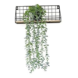 small vine plant