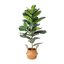 fiddle leaf plant