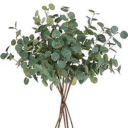 eucalyptus stems