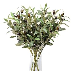 olive brances