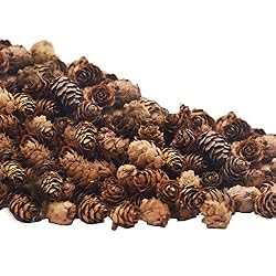 mini pinecones