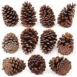 pine cones