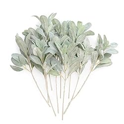 lambs ear leaves