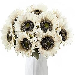 dried sunflowers