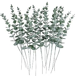 eucalyptus stems