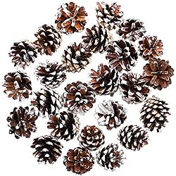 pinecones
