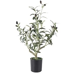 small olive plant