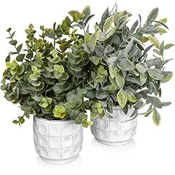cute small plants