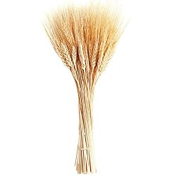 wheat stalks
