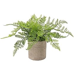 small fake fern